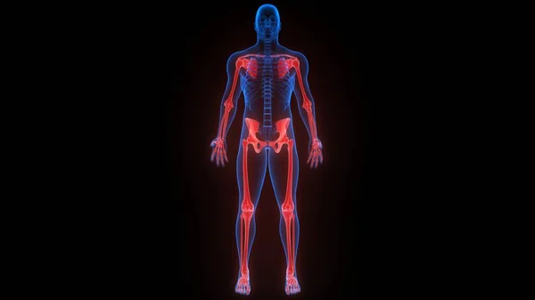 Dodatek Stawów Kostnych Szkieletowych Ludzkiego Układu Kostnego Anatomia Renderowania — Zdjęcie stockowe