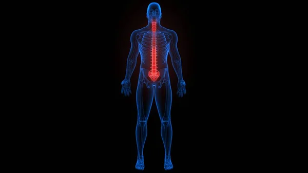 Sistema Esqueleto Humano Anatomia Coluna Vertebral Renderização — Fotografia de Stock