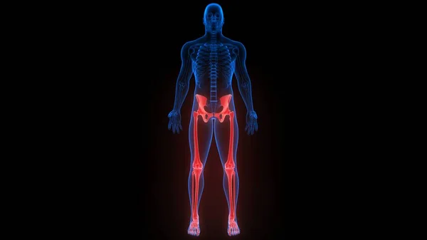 Нижня Кінцівка Поєднання Кісток Людини Система Скелета Анатомія Рендеринга — стокове фото