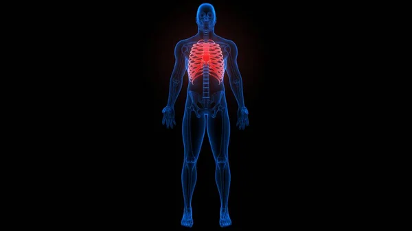 Rib Cage Human Skeleton System Anatomy Рендеринг — стокове фото