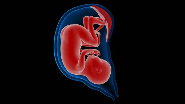Rahim anatomisindeki fetüs X-ray 3D görüntüleme