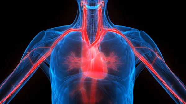 Human Internal Organ of Heart with Circulatory System Anatomy X-ray 3D rendering