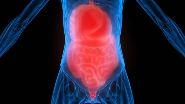 Anatomía Del Sistema Digestivo Humano Renderizado — Foto de Stock