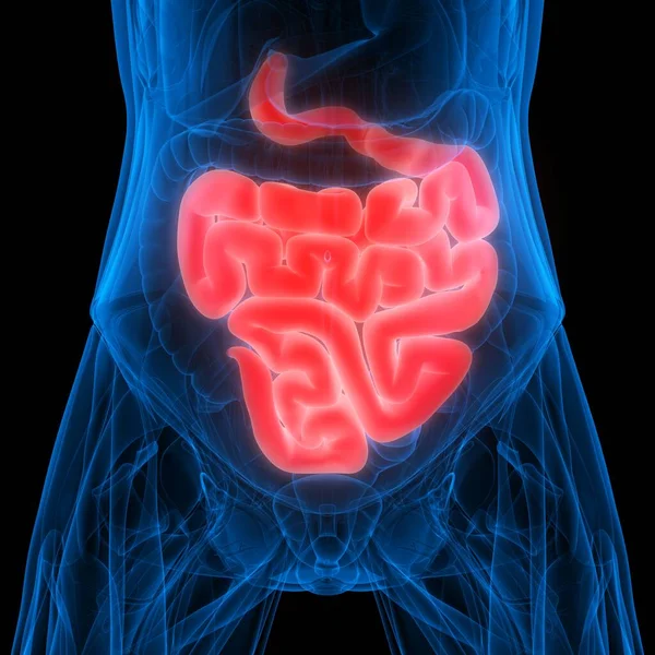 Intestino Delgado Una Parte Anatomía Del Sistema Digestivo Humano Renderizado — Foto de Stock