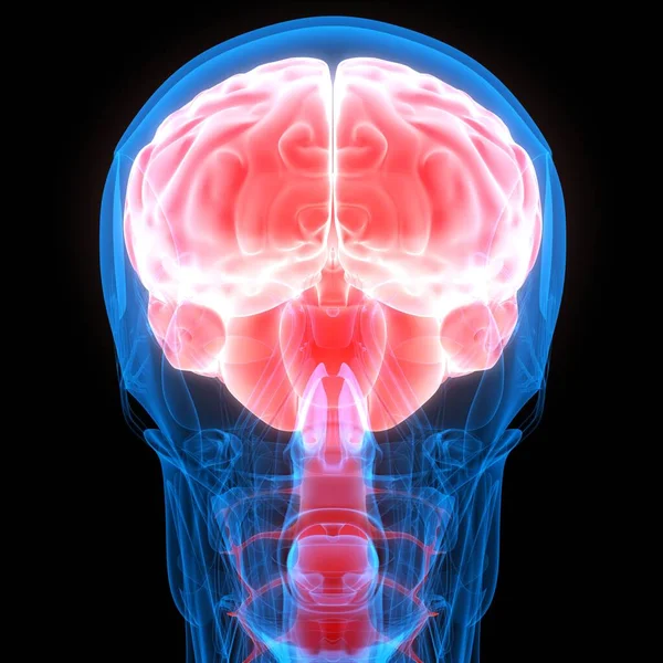 Ludzki Mózg Narządów Wewnętrznych Anatomią Układu Nerwowego Rentgen — Zdjęcie stockowe