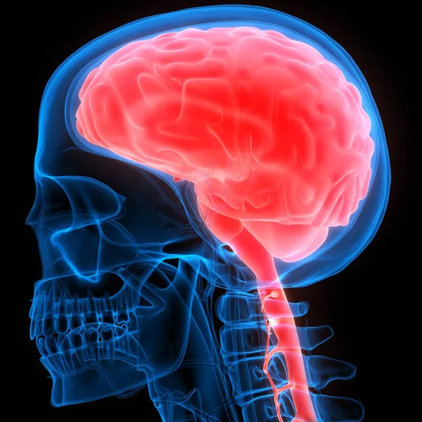 Cervello Umano Interno Dell Organo Con Sistema Nervoso Anatomia Rendering — Foto Stock
