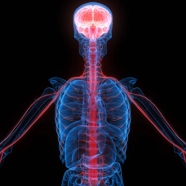 Human Internal Organ Brain with Nervous System Anatomy X-ray 3D rendering