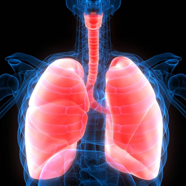 人間の呼吸器系の一部の肺構造X線3Dレンダリング — ストック写真
