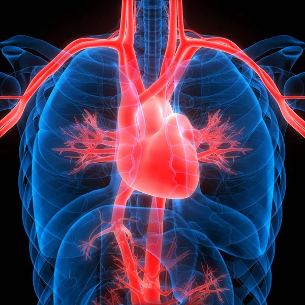 Human Internal Organ of Heart with Circulatory System Anatomy X-ray 3D rendering