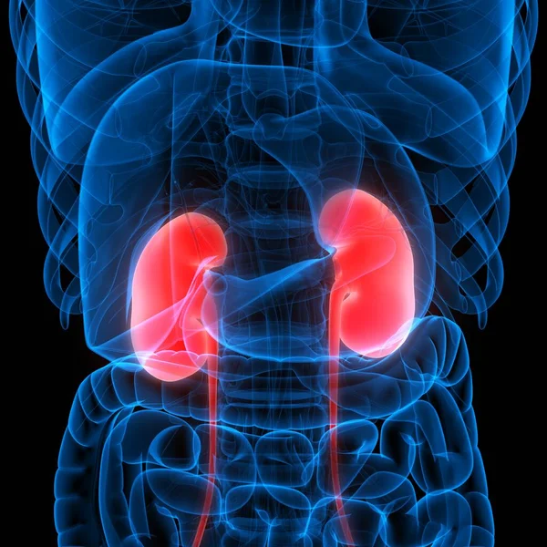 Human Internal Organ of Urinary System Kidneys Anatomy X-ray 3D rendering