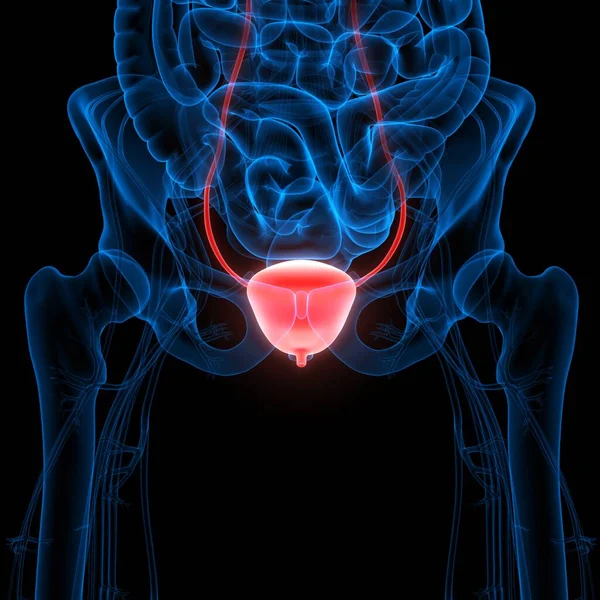 泌尿系统膀胱解剖X射线三维成像人体内部器官 — 图库照片