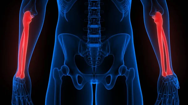 Radius Ulna Bone Joints Human Skeleton System Anatomy — стокове фото