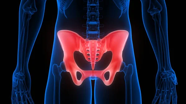 Pelvis Bone Joints Human Skeleton System Anatomy Рендеринг — стокове фото