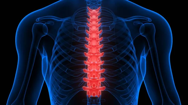 Människans Skelett System Vertebral Kolonn Bröstkorg Vertebrae Anatomi Rendering — Stockfoto