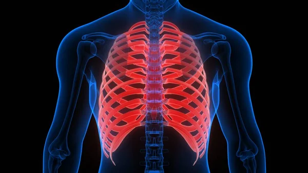 Rib Cage Human Skeleton System Anatomy Рендеринг — стокове фото