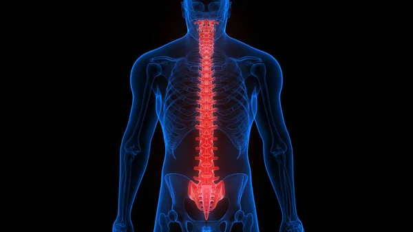 Sistema Esqueleto Humano Anatomia Coluna Vertebral Renderização — Fotografia de Stock