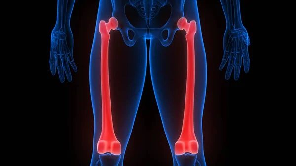 人間の骨格系の大腿骨骨骨関節解剖学3Dレンダリング — ストック写真
