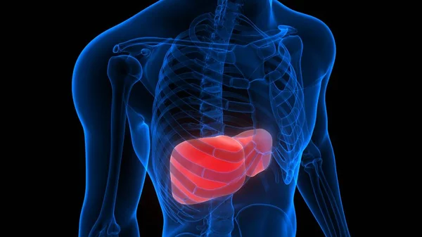 Fígado Uma Parte Sistema Digestivo Humano Anatomia Raio Renderização — Fotografia de Stock