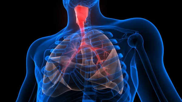 Lungs Part Human Respiratory System Anatomy Ray Rendering — стокове фото