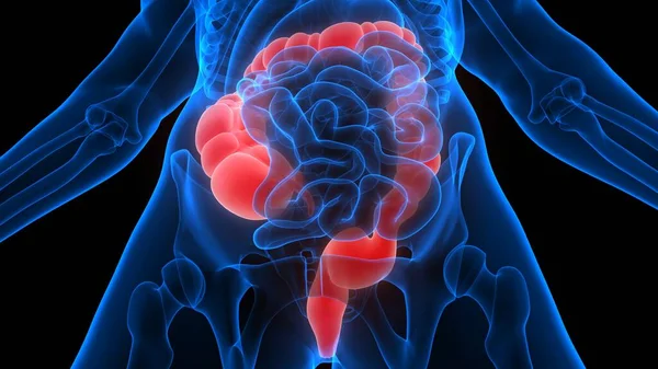 Intestino Grueso Una Parte Anatomía Del Sistema Digestivo Humano Renderizado —  Fotos de Stock