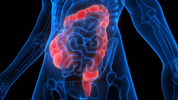 Intestino Grande Uma Parte Anatomia Sistema Digestivo Humano Renderização — Fotografia de Stock