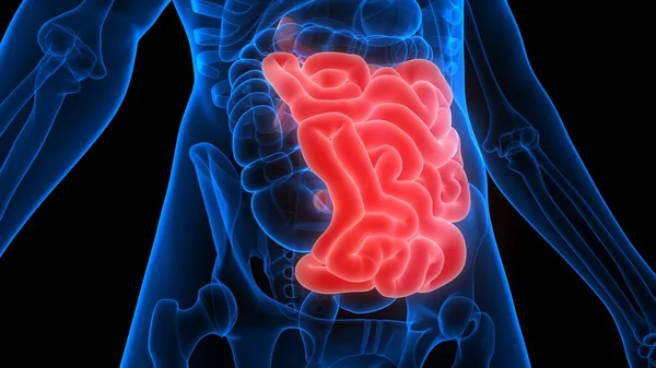 Intestino Delgado Una Parte Anatomía Del Sistema Digestivo Humano Renderizado — Foto de Stock