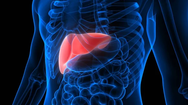 Karaciğer Bir İnsan Sindirim Sistemi Anatomisi X-ray 3D görüntüleme