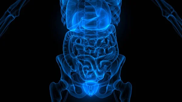 Human Internal Organ Urinary System Kidneys Bladder Anatomy Ray 렌더링 — 스톡 사진