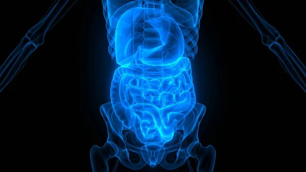 Anatomía Del Sistema Digestivo Humano Renderizado — Foto de Stock