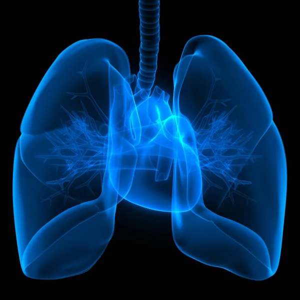 Dolaşım Sistemi Anatomi X-ray 3D işlemeli İnsan İç Organı