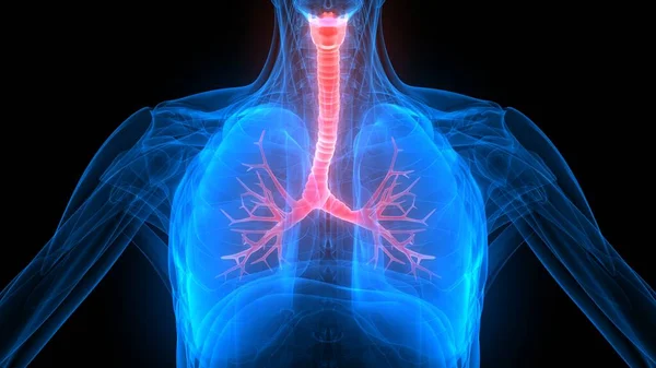 Lungs Part Human Respiratory System Anatomy Ray Rendering — Stock Photo, Image