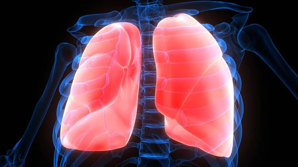Πνεύμονες Ένα Μέρος Του Ανθρώπινου Αναπνευστικού Συστήματος Ανατομία Ακτίνων Απόδοση — Φωτογραφία Αρχείου