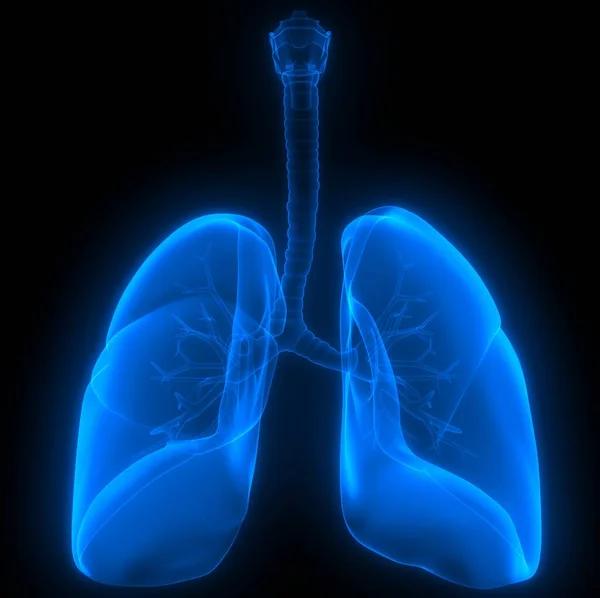 人間の呼吸器系の一部の肺構造X線3Dレンダリング — ストック写真