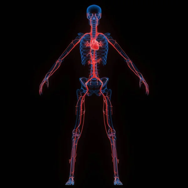 Órgão Interno Humano Coração Com Sistema Circulatório Anatomia Raio Renderização — Fotografia de Stock