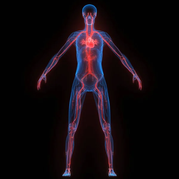 Lidský Vnitřní Orgán Srdce Anatomií Oběhového Systému Ray Rendering — Stock fotografie