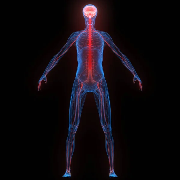 Sinir Sistemi Anatomisi Ray Işlemeli Nsan Organ Beyni — Stok fotoğraf