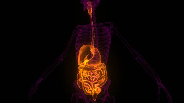 Human Internal Organ of Digestive System Anatomy X-ray 3D rendering