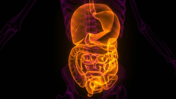 Órgano Interno Humano Anatomía Del Sistema Digestivo Rendimiento Rayos — Foto de Stock