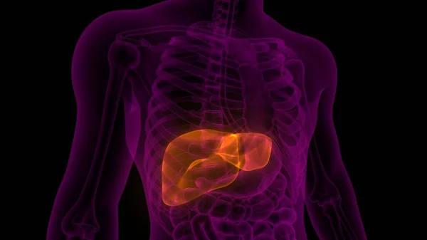 Fegato Una Parte Del Sistema Digestivo Umano Anatomia Rendering Raggi — Foto Stock