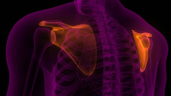 Sendi Scapula Tulang Dari Sistem Tengkorak Manusia Anatomi Rendering — Stok Foto