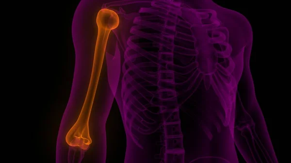 Humerus Benleder Människans Skelett System Anatomi Rendering — Stockfoto