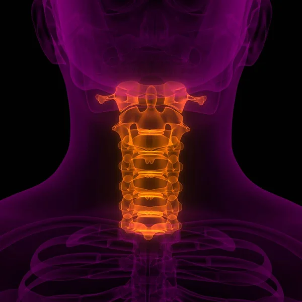 Columna Vertebral Vértebras Cervicales Anatomía Del Esqueleto Humano Rendimiento Rayos —  Fotos de Stock