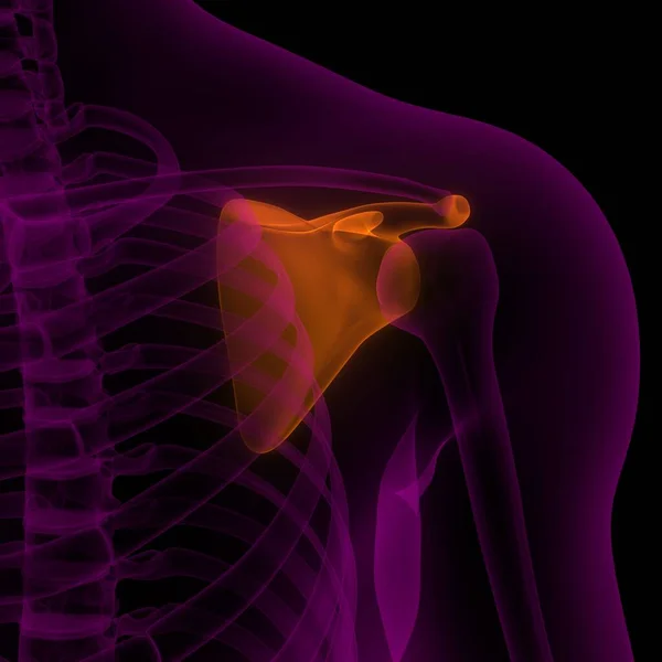 Scapula Bone Joints Human Skeleton System Anatomy — стокове фото