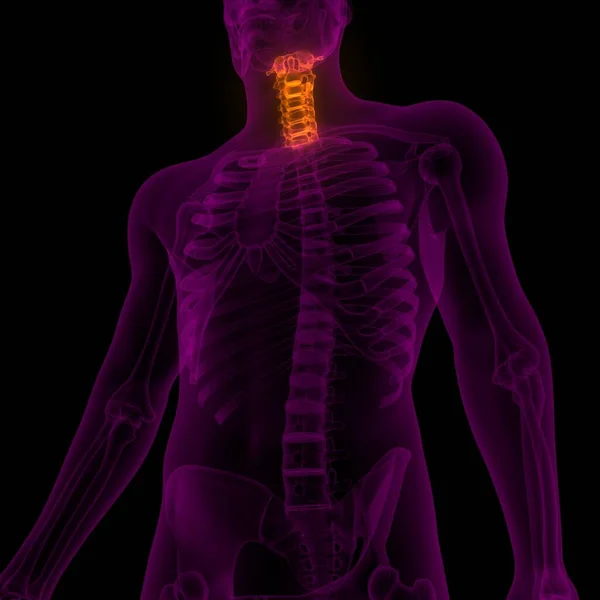 Vertebral Column Cervical Vertebrae of Human Skeleton Anatomy X-ray 3D rendering