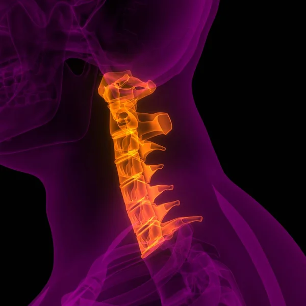 Vertebral Kolonn Cervikala Vertebrae Mänskliga Skelett Anatomi Röntgen Rendering — Stockfoto