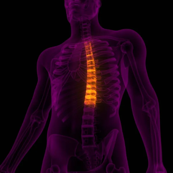 Columna Vertebral Vértebras Torácicas Anatomía Del Esqueleto Humano Rendimiento Rayos —  Fotos de Stock