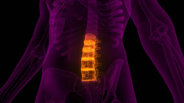Columna Vertebral Vértebras Lumbares Anatomía Del Esqueleto Humano Rendimiento Rayos —  Fotos de Stock