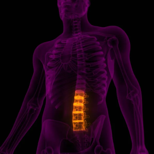 Wirbelsäule Lendenwirbel Des Menschlichen Skeletts Anatomie Röntgen Rendering — Stockfoto