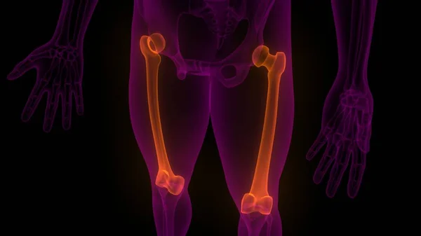 Femur Benleder Mänskligt Skelett System Anatomi Rendering — Stockfoto