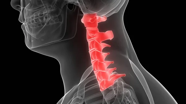 Columna Vertebral Vértebras Cervicales Anatomía Del Esqueleto Humano Rendimiento Rayos —  Fotos de Stock